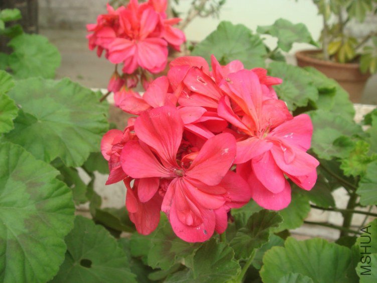DSC04869.JPG