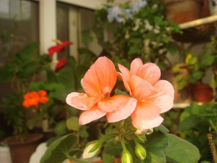 DSC04872.JPG