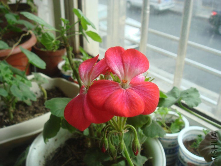 DSC04907.JPG