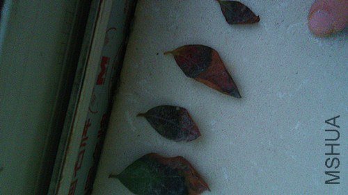DSC_0175_����.jpg