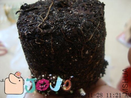 ��ϵ������