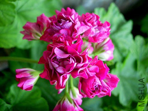 Ungarisk Appleblossom.jpg