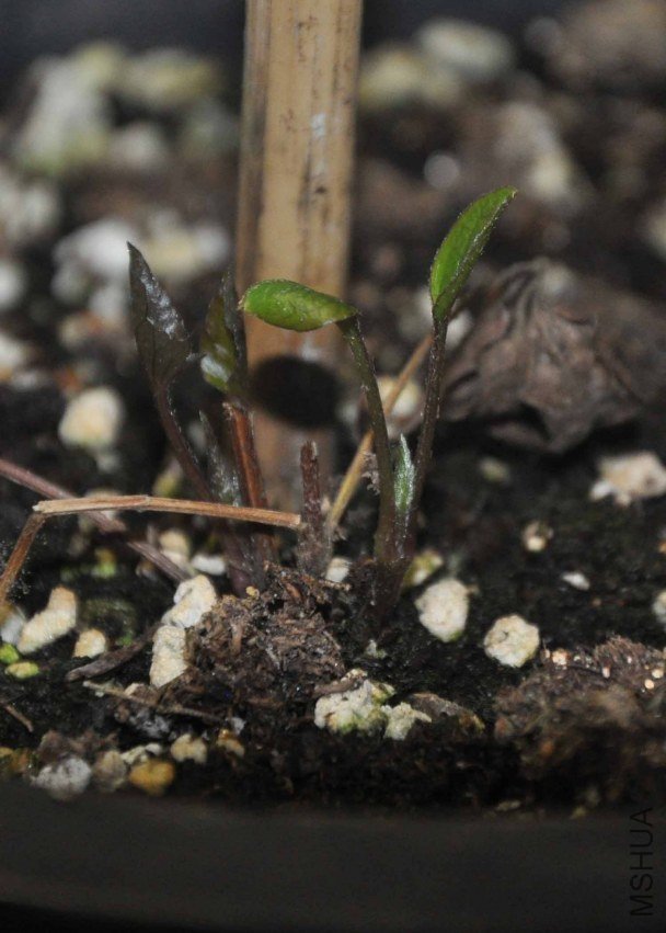 ��ѿ�����û��䣩 .jpg