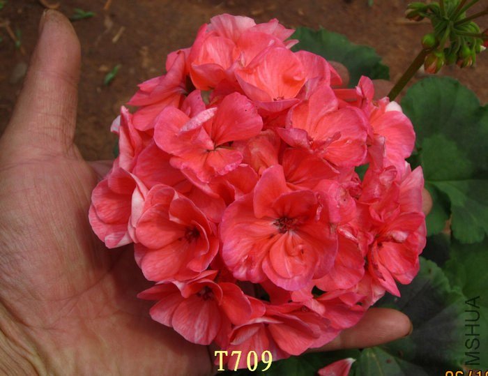 T709.jpg