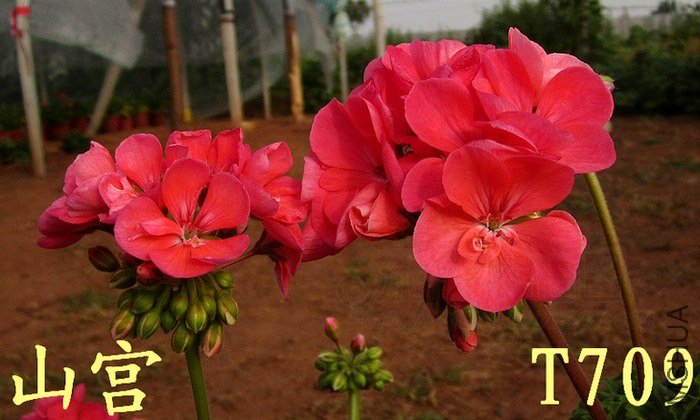 T709��ɽ��������.jpg