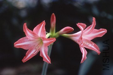 img58277736.jpg
