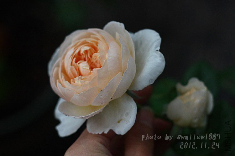 DPP_112308 ��������.jpg