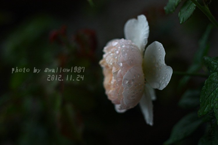DPP_112306 ����.jpg