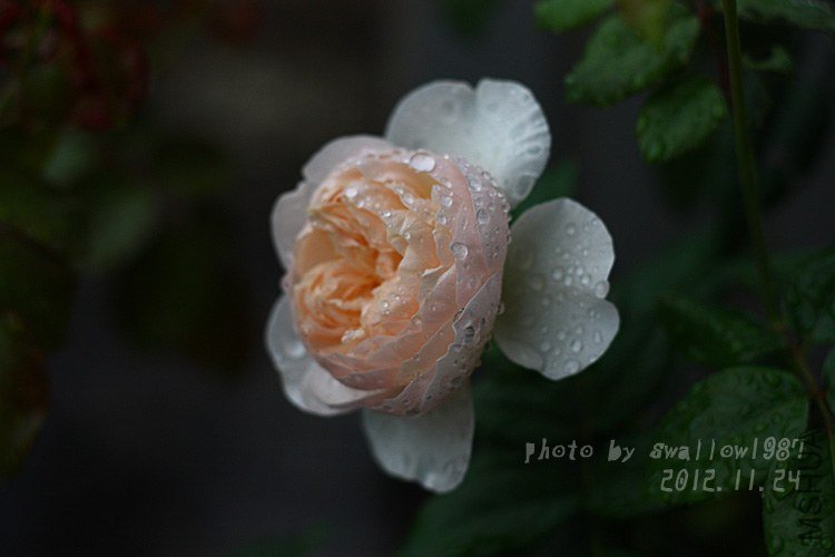 DPP_112305 ����.jpg