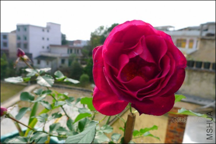 p1060586.jpg
