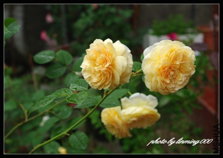 IMGP9679 ����.jpg