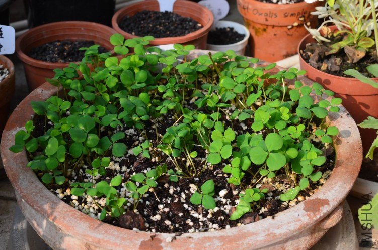 ������С Oxalis Nidulans pompom���ذ�20121126 001.JPG