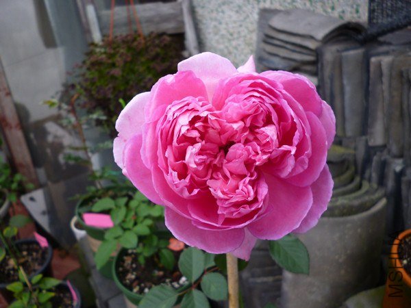 P1010252_����.jpg