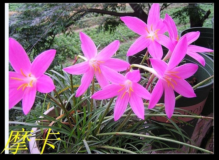 6��Zephyranthes . Macrosiphon .jpg