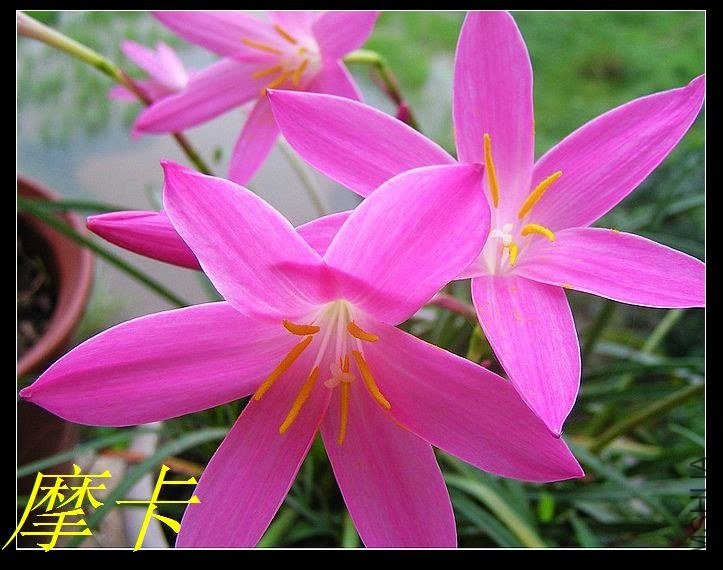 6��Zephyranthes . Macrosiphon  (2).jpg