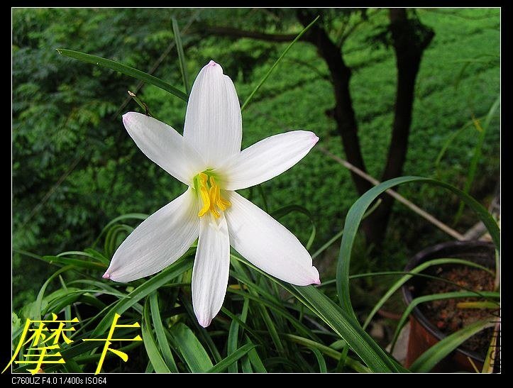7��Zephyranthes . Sp.Labuffarosa1.jpg