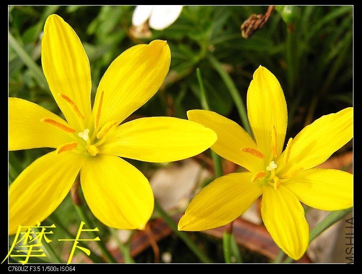 8��Zephyranthes flavissima .jpg