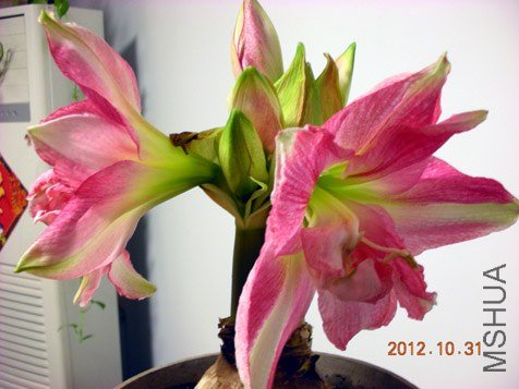 2012.10 꼻� 379.jpg