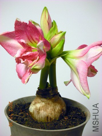 2012.10 꼻� 372.jpg