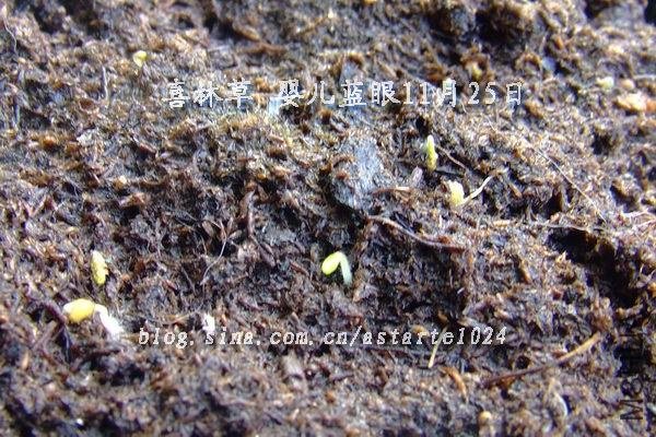 2012-1125(005)ϲ�ֲ� Ӥ������.jpg