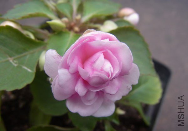 RIMG0266����.jpg