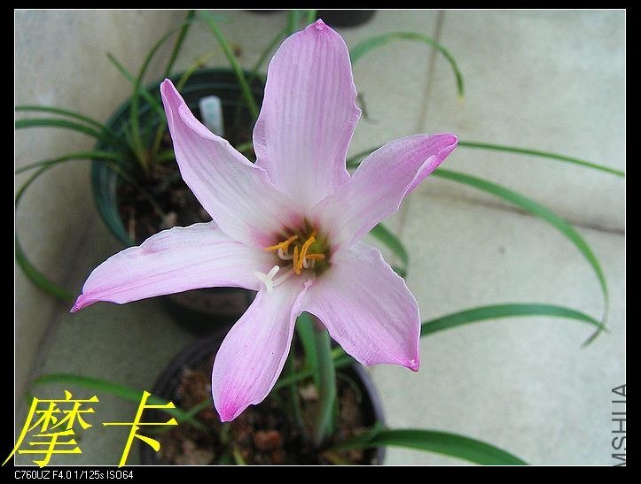 9��H. floryi \\'Purple Base\\'.jpg