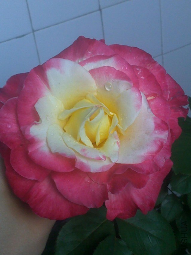 20120411436.jpg
