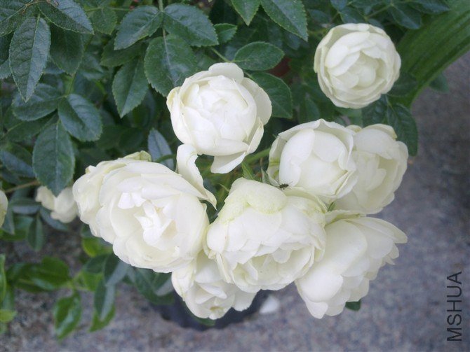 6JHR9CAZWUQT4CA1ICMVQCAHFMN3PCA6RX14ZCACLY2FZCAS51WGBCAY92RO3CAEZ1MMNCAQI86WZCAX.jpg