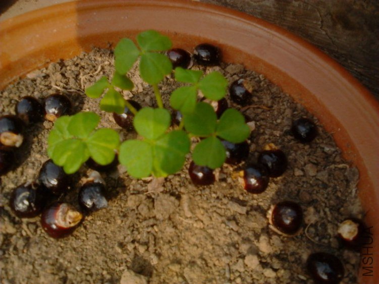 20121130L0169.jpg