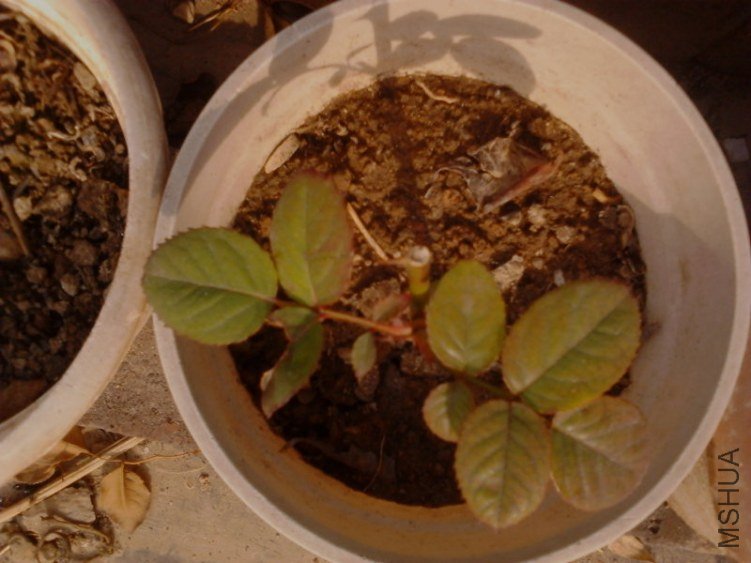 20121130L0174.jpg