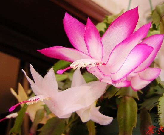 DSCN5320.jpg