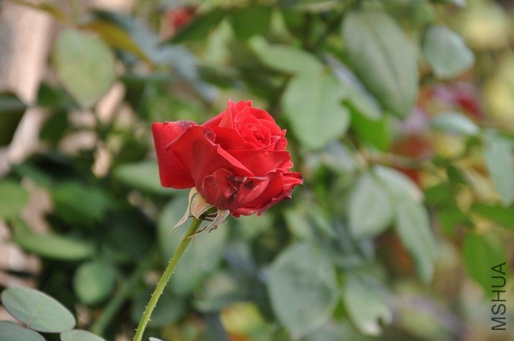 DSC_0302.JPG