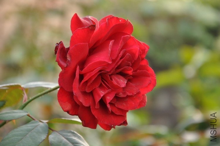 DSC_0278.JPG