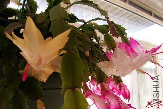 DSCN5330.jpg
