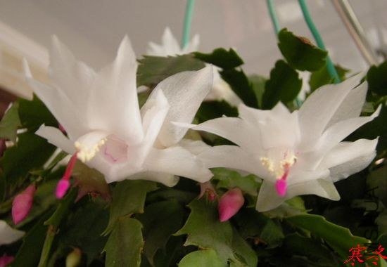 DSCN5443.jpg