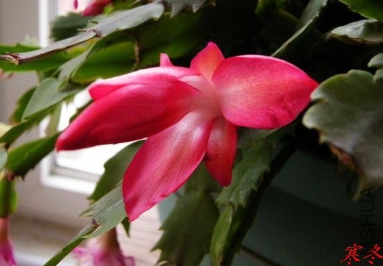 DSCN5434.jpg