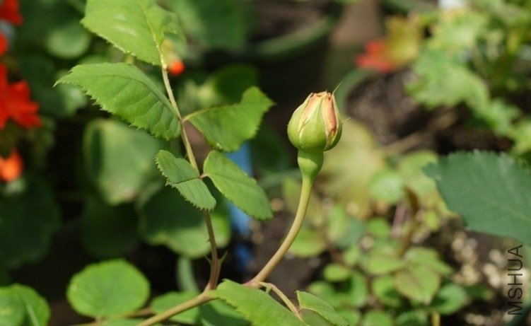 P1020331.JPG