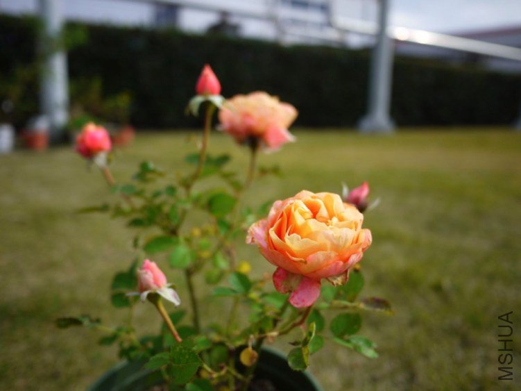 _1030811.JPG