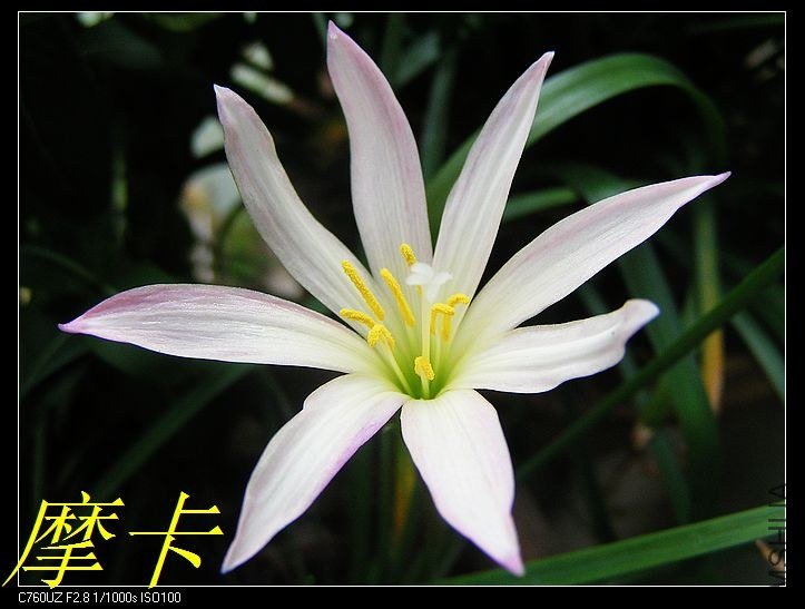 11��Zephyranthes unknown white hybrids.jpg