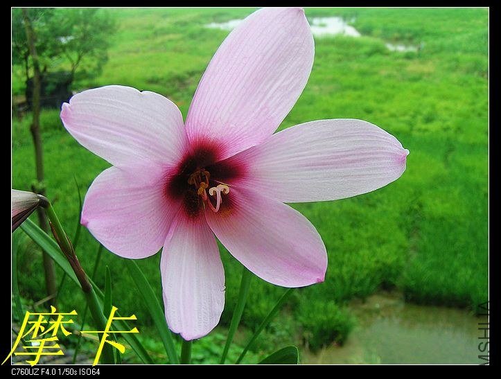 13��Habranthus jumbo ���������(10���״󻨣�.jpg