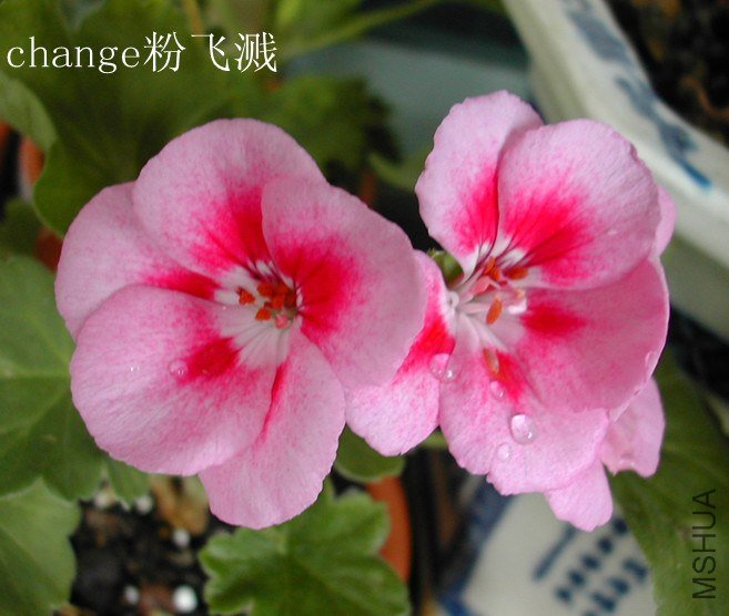 DSCN9331_����.jpg