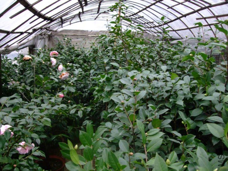 ���� 2012-11-30 023.jpg