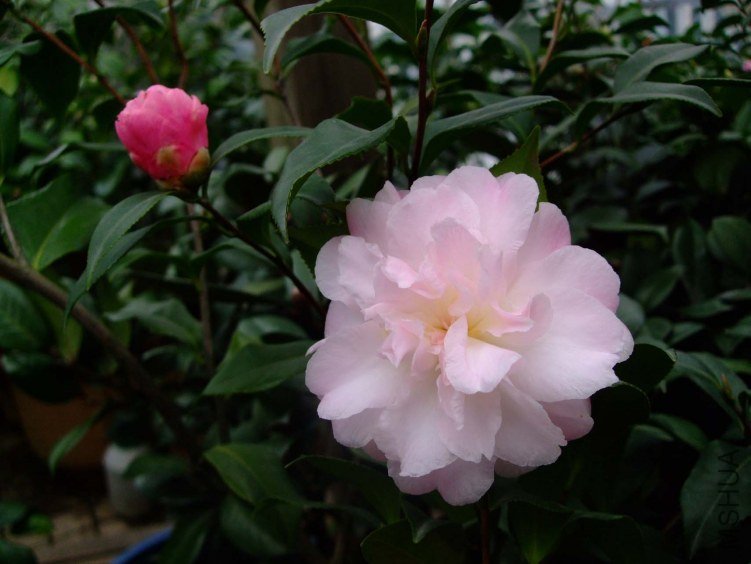 ������ 2012-11-30 003.jpg