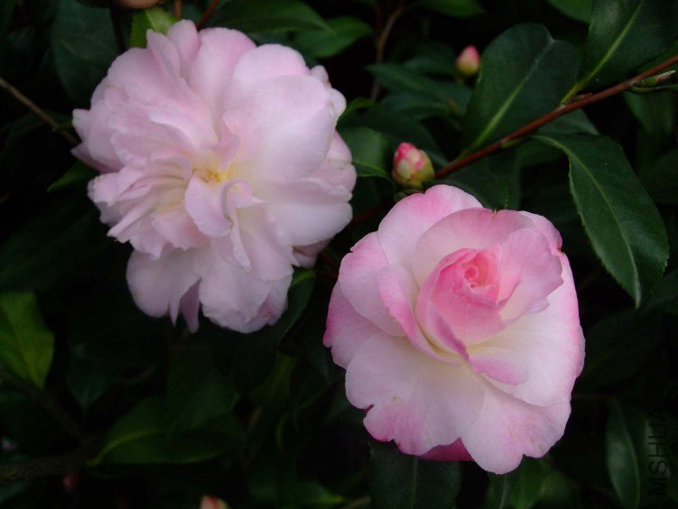 ������ 2012-11-30 006.jpg