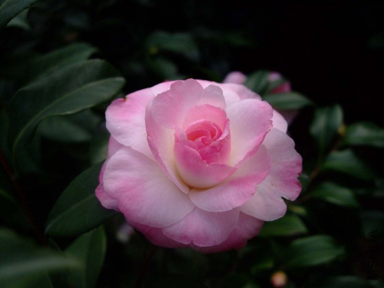 ������ 2012-11-30 014.jpg