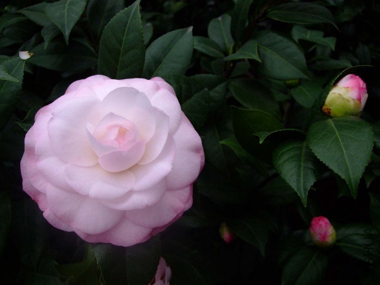 ��Ը 2012-11-30 018.jpg