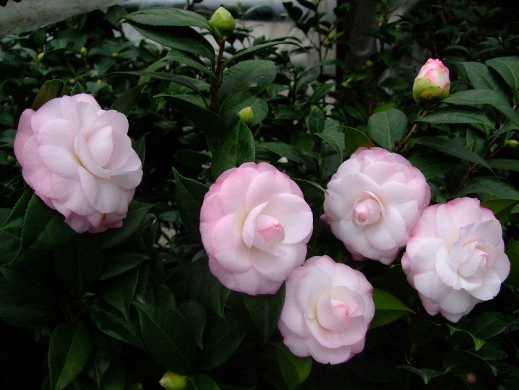 ��Ը 2012-11-25 013.jpg