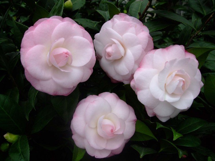��Ը 2012-11-25 015.jpg