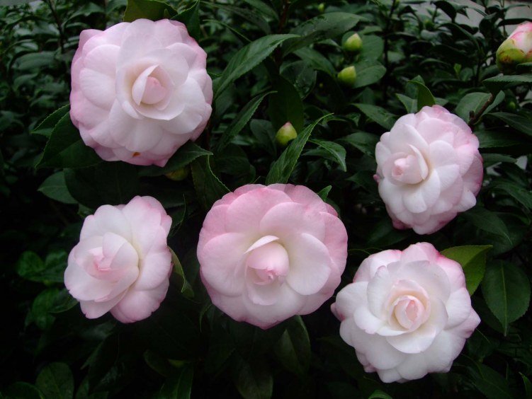 ��Ը 2012-11-25 018.jpg