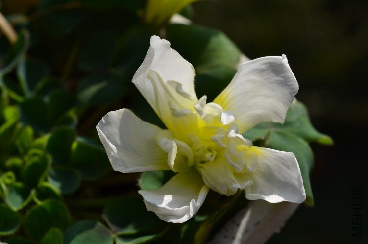 DSC_0124.JPG